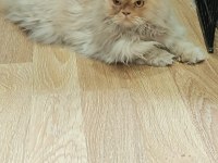 Erkek Kedimiz Latte Kısır Çipli