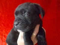 Cane corso 2 aylık