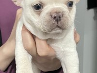 French bulldog lilac tan platinyum dişi mavi göz