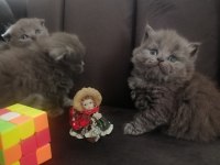 Scottish fold yavru Antalya