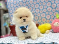 Safkan Pomeranian Boo Yavrularımız