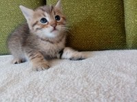 British shorthair yavru kedimiz