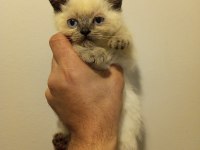 3 adet yavru british shorthair