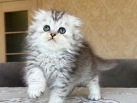 British longhair dişi