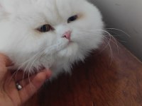 British longhair kedisi