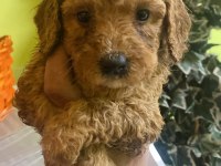 Ev ortamında yetişen Poodle bebekler