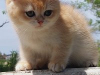 Golden british shorthair ny12