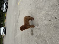 SAHİBİNDEN YAŞINA GİRMEK ÜZERE POODLE