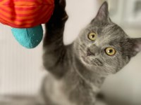 ACİL YAVRU KEDİLERİN İLANIMIZ