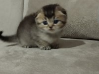 Minik scottish fold yavrularımıza ömürlük yuva arıyoruz
