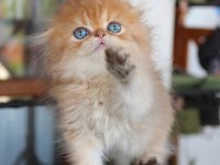 Safkan Şecereli Chocolate Golden Erkek Scottish Fold