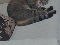 2 YASINDA BRİTİSH SHORTHAİR TABBY KEDİMİZ