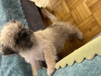Kahve Shih Tzu Köpekler