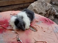 Üç adet hollanda lopu ve iki adet angora tavşanı