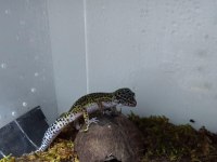 Ms Bn Leopard Gecko