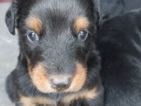 Kaliteli Doberman Yavruları