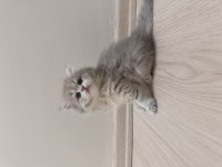 Güzel british longhair kıza yuva arıyoruz