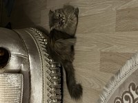 Safkan Scottish Fold