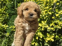 Orjinal Teacup Maltipoo