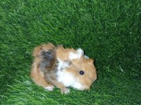 Guinea Pig Yavrular Aynı Gün Set Halinde Teslim Edilir