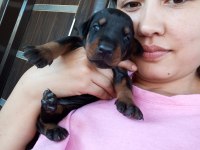 Şecereli doberman yavrularımız