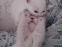 British shorthair yavrularım teslime hazır