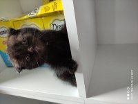 Kaliteli british shorthair yavrular dişi ve erkek mevcut