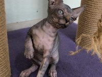 Sphynx Home
