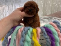 Toy poodle köpeğimiz yeni yuvasını arıyor
