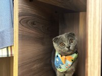 Tüm aşıları tamam erkek 7 aylık scottish fold