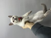 Nadir güzellikte british shorthair bebekler