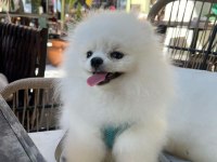 Pomeranian boo Yavru Eğitimli