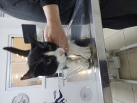 Kedimiz biber yuva arıyor