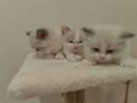 Blue Bicolor Ragdoll Yavrular - Henüz 1 aylık