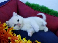 MUHTEŞEM GÜZELLİKTE BRİTİSH SHORTHAİR YAVRU KEDİLER