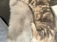 British shorthair yavrular