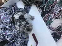 French bulldog yavru 40 günlük