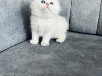 2 AYLIK ERKEK UZUN TÜYLÜ SCOTTİSH FOLD