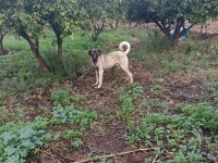 İzmir köpekler