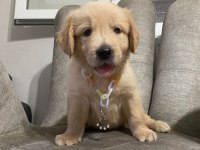 Golden retriever