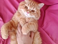 British shorthair kedim icardi