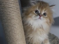 British longhair golden by12 dişi