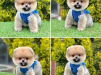 2.5 aylık Pomeranian Boo ayı surat yavrularımız