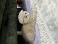 Tuvalet eğitimi var iç parazit yapılı scottish fold