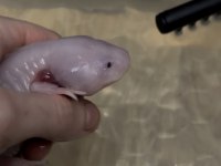Axolotl her şeyi ile