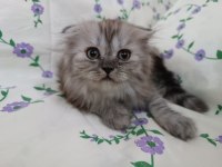 british longhair çok oyuncu kedim
