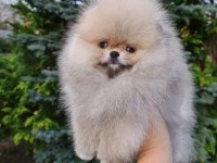 POMERANİAN BOO YAVRULARI
