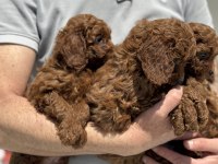 Petmode köpek çiftliğinde ziyarete açık toy poodle