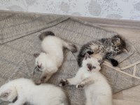 2 aylık yavru kediler 5 adet