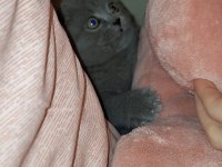 Scottish fold